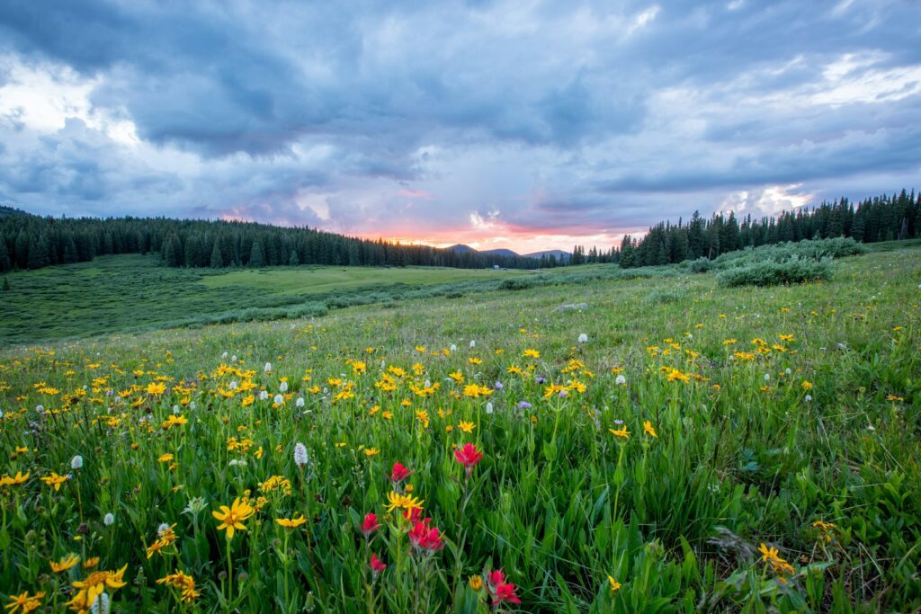Wildflower meadow at sunset with yellow and red blooms in the foreground, rolling green hills and dense pine forest beyond, under a dramatic cloudy sky with light breaking at the horizon.
