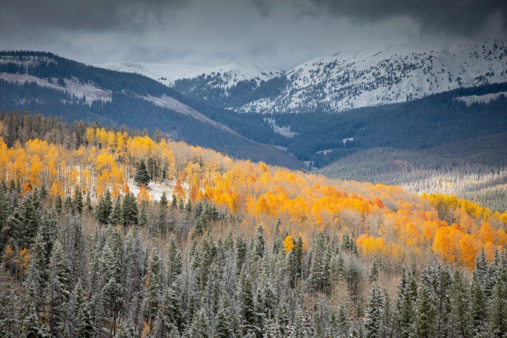 Alt text: Mountain landscape with snow dusting dark evergreen forests and a sweeping band of bright golden autumn trees across the hillside beneath a cloudy sky.